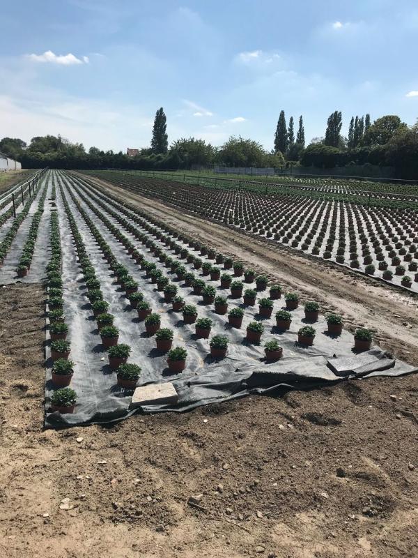 Plants de chrysanthèmes de Toussaint en juillet, sous bâche