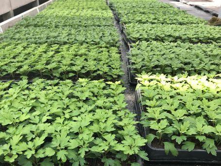 Rangées de plants de chrysanthèmes sous serre