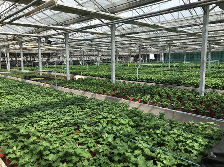 Rangées de jeunes plants verts sous serre
