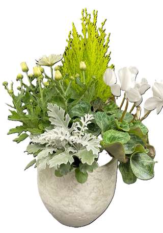Composition avec conifère doré, cyclamen blanc et pachyphytum