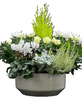 Composition avec conifère doré, cyclamen blanc et roses blanches