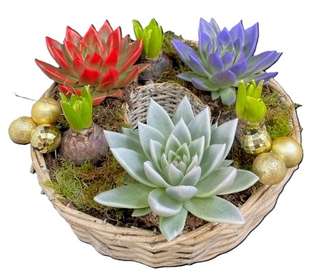 Panier de succulentes colorées avec boules dorées