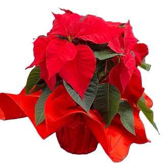 Poinsettia rouge emballé