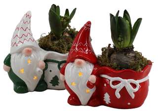 Duo de lutins en pot avec jacinthe