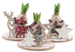 Décorations renne, sapin et étoile en bois avec jacinthes