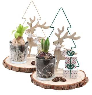 Rondelles de bois avec renne, sapin et jacinthes