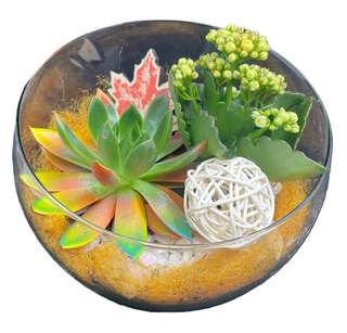 Terrarium de succulentes et kalanchoé
