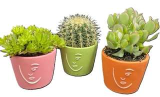 Trio de pots visage avec succulentes et cactus