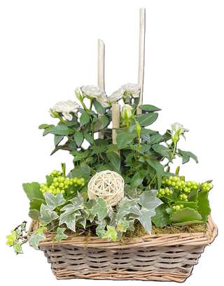 Panier de rosier blanc et kalanchoé