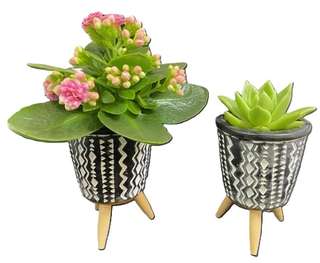 Pots à motifs avec kalanchoé rose et succulente