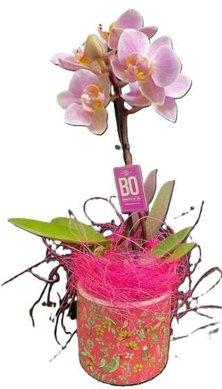 Orchidée rose en pot décoratif