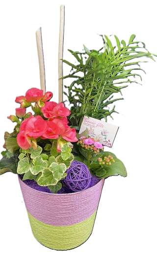 Composition Bonne fête maman avec bégonia corail