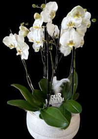 Orchidées blanches