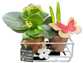 Duo de pots kalanchoé et jacinthe avec étiquettes bois