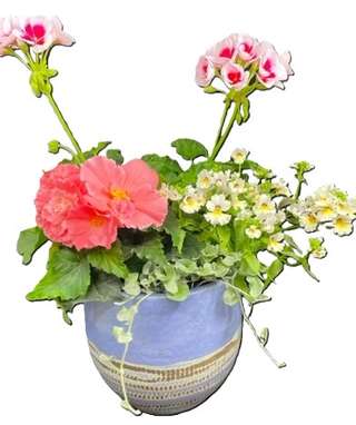 Pot bleu avec géranium rose et fleurs blanches