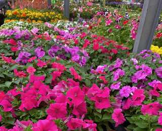 Massif de pétunias et impatiens multicolores