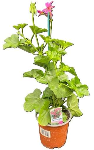 Gazanias jaunes en pot