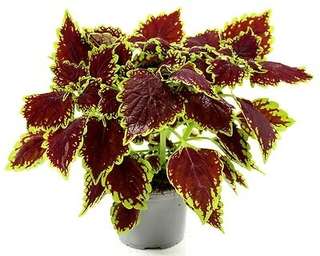Géranium rose grimpant en pot
