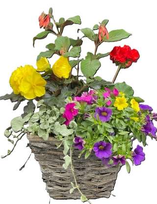 Pétunias bleu-violet retombants en pot