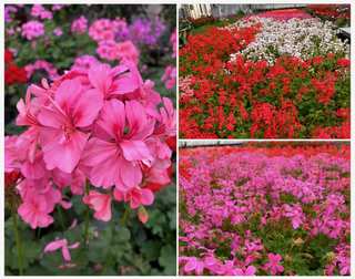 Collage de géraniums roses en fleurs