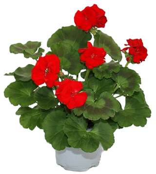 Coléus rouge et vert en pot