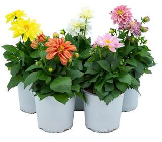 Panier en osier avec bégonias, géranium rouge et calibrachoas multicolores