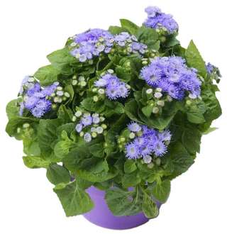 Géranium rouge en pot