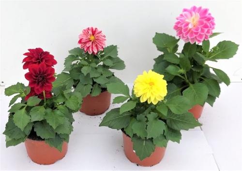 Dahlias en pot