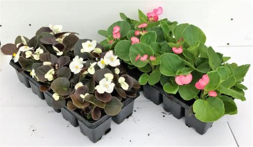 Bégonias en godets
