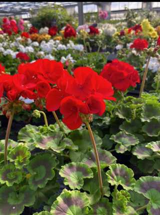 Géraniums rouges en pot