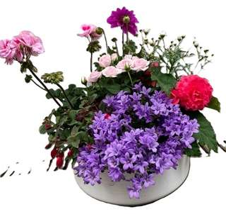 Dipladénias rouge, blanc et rose en pot
