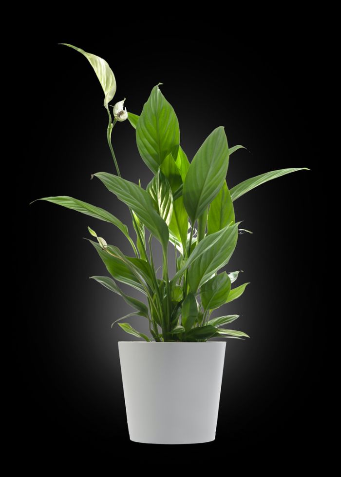 Spathiphyllum en pot, production des Serres d'Aniche