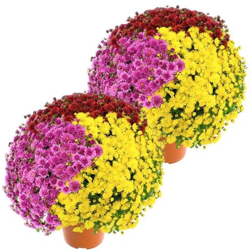 Compositions de chrysanthèmes pour la Toussaint