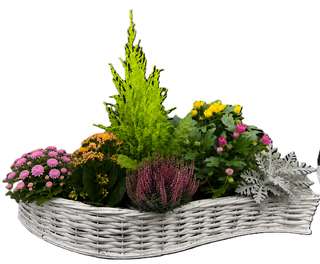 Panier de chrysanthèmes, kalanchoé et bruyère