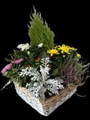 Chrysanthèmes multicolores en jardinière