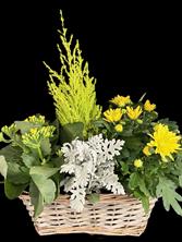 Chrysanthèmes en pot