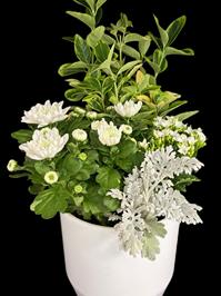Chrysanthèmes en jardinière