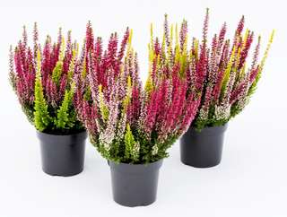Bruyères en pot, coloris variés