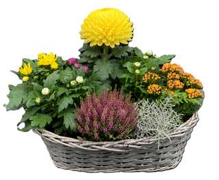 Panier de chrysanthèmes et bruyère