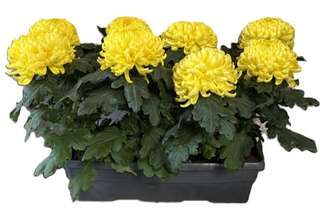 Chrysanthèmes jaunes en jardinière