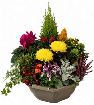 Composition automnale avec chrysanthèmes, bruyère et conifère