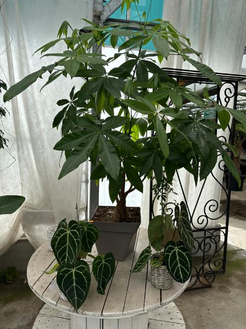 Rayon plantes d'extérieur